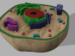 animal cell 3D 모델