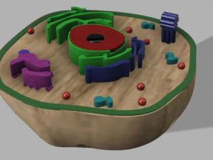 animal cell 3D Model