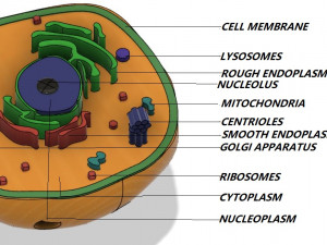 animal cell 3D 모델