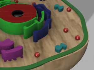 animal cell 3D Model
