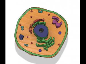animal cell 3D Model