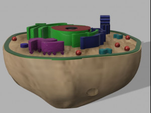 animal cell 3D 모델