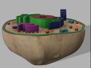 animal cell 3D Model