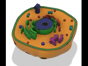 animal cell 3D 모델