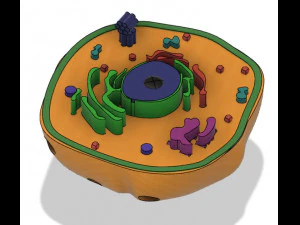 animal cell 3D Model