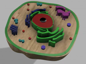 animal cell 3D Model