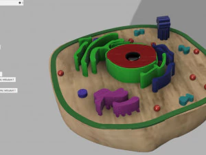 animal cell 3D Model