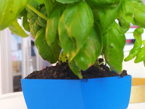 flower pot twisted pentagone 3D Print Model