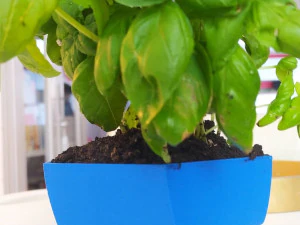 flower pot twisted pentagone 3D Print Model