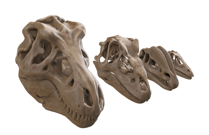 Pack Carnivores 4 Cranes de Dinosaures Modello 3D .c4d .max .obj .3ds .fbx .stl .blend