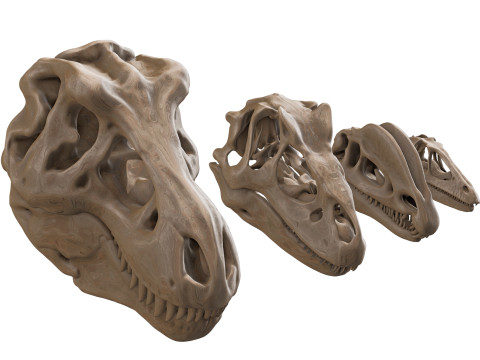 Pack Carnivores 4 Cranes de Dinosaures Modelo 3D