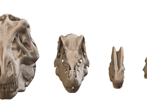 Pack Carnivores 4 Cranes de Dinosaures Modello 3D