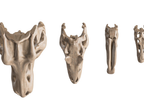 Pack Carnivores 4 Cranes de Dinosaures Modello 3D