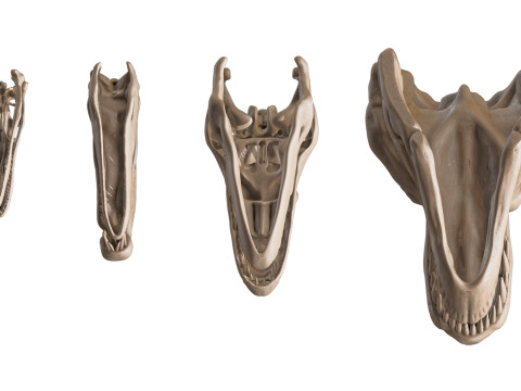 Pack Carnivores 4 Cranes de Dinosaures Modello 3D