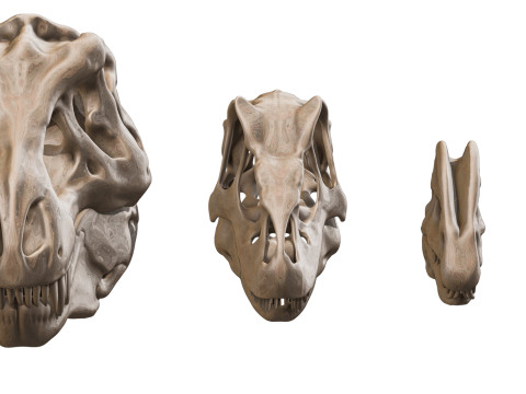 Pack Carnivores 4 Cranes de Dinosaures Modello 3D