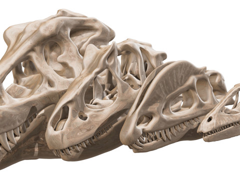 Pack Carnivores 4 Cranes de Dinosaures Modello 3D
