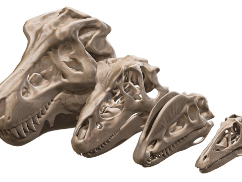 Pack Carnivores 4 Cranes de Dinosaures Modello 3D