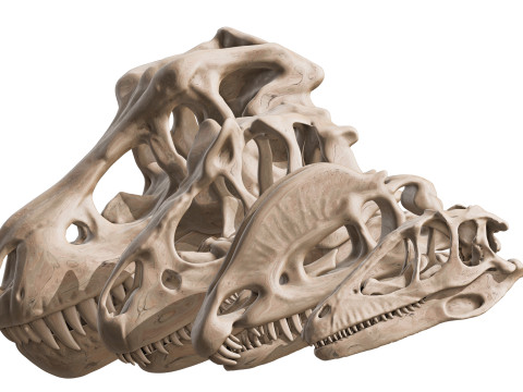 Pack Carnivores 4 Cranes de Dinosaures Modello 3D