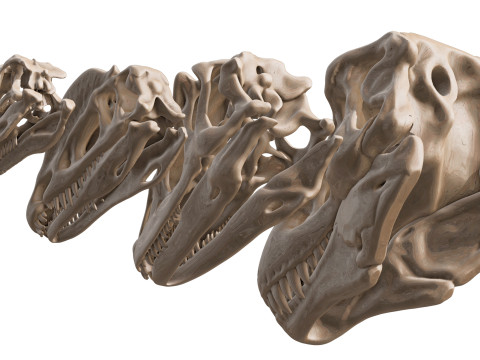 Pack Carnivores 4 Cranes de Dinosaures Modello 3D