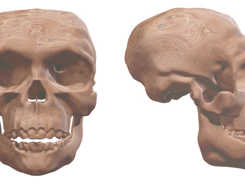 Evolution Humaine pack exclusif de 5 cranes Model 3D