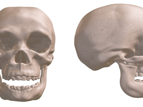 Evolution Humaine pack exclusif de 5 cranes Model 3D