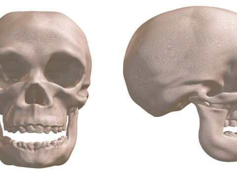 Evolution Humaine pack exclusif de 5 cranes 3D Model