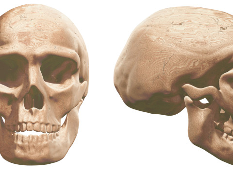 Evolution Humaine pack exclusif de 5 cranes Model 3D