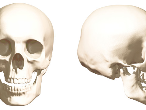 Evolution Humaine pack exclusif de 5 cranes Model 3D