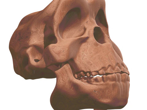 Evolution Humaine pack exclusif de 5 cranes 3D Model