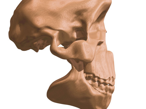 Evolution Humaine pack exclusif de 5 cranes Model 3D