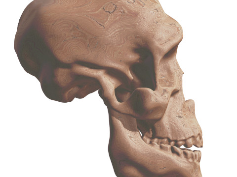 Evolution Humaine pack exclusif de 5 cranes Model 3D