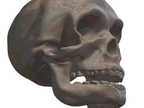 Evolution Humaine pack exclusif de 5 cranes Model 3D