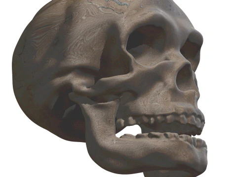 Evolution Humaine pack exclusif de 5 cranes 3D Model