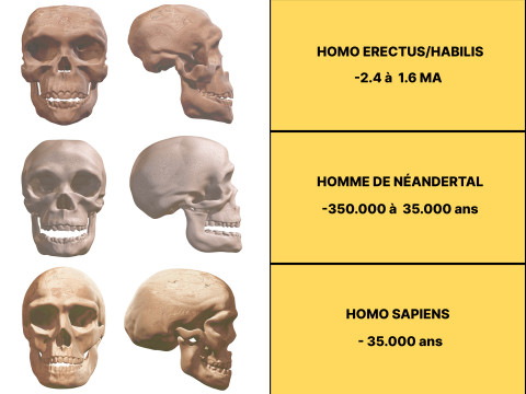Evolution Humaine pack exclusif de 5 cranes 3D 모델