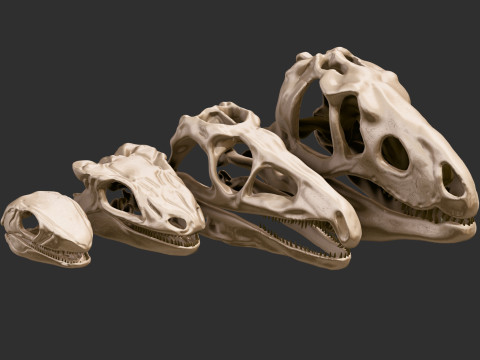 Pack Evolution 4 Cranes de Repiles - Dinosaures 3D 모델