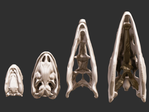 Pack Evolution 4 Cranes de Repiles - Dinosaures 3D 모델