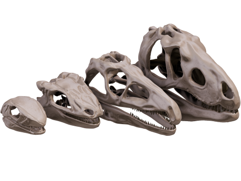 Pack Evolution 4 Cranes de Repiles - Dinosaures Modèle 3D