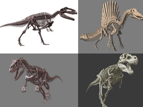 Pack Grands Carnivores Anatomie compleet 3D Model