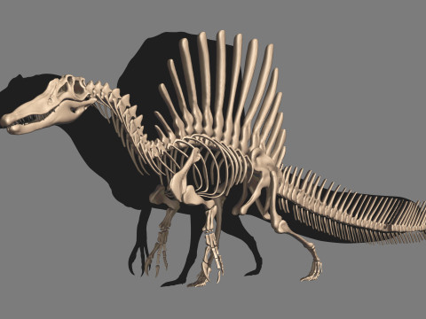 Pack Grands Carnivores Anatomie complte 3D 모델