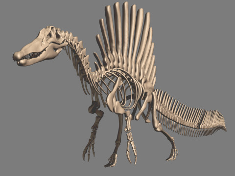 Pack Grands Carnivores Anatomie complte 3D 모델