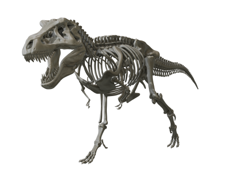 Pack Grands Carnivores Anatomie complte 3D 모델