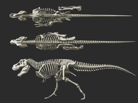 Pack Grands Carnivores Anatomie complte 3D 모델