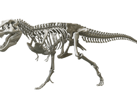Pack Grands Carnivores Anatomie complte 3D 모델