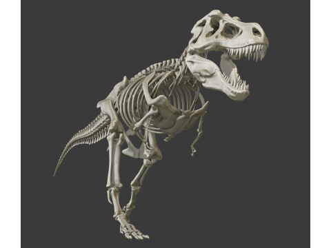 Pack Grands Carnivores Anatomie complte 3D 모델