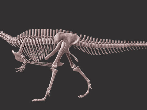 Pack Grands Carnivores Anatomie complte 3D 모델
