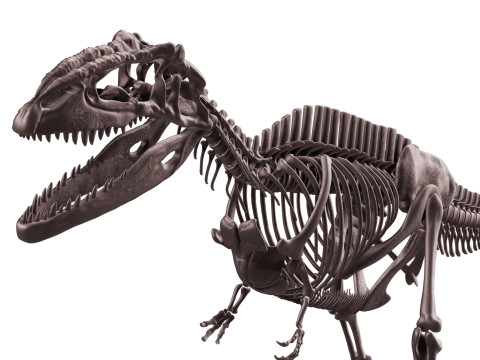 Pack Grands Carnivores Anatomie complte 3D 모델
