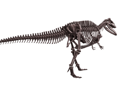 Pack Grands Carnivores Anatomie complte 3D 모델