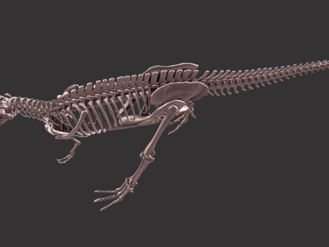 Pack Grands Carnivores Anatomie complte 3D 모델