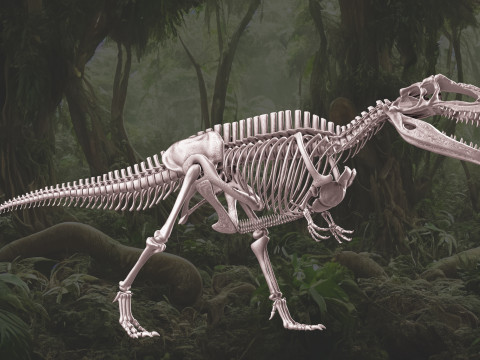 Pack Grands Carnivores Anatomie complte 3D 모델