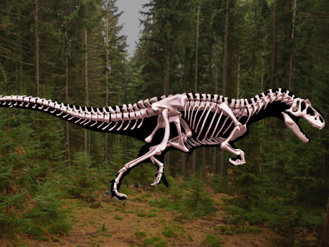 Pack Grands Carnivores Anatomie complte 3D 모델
